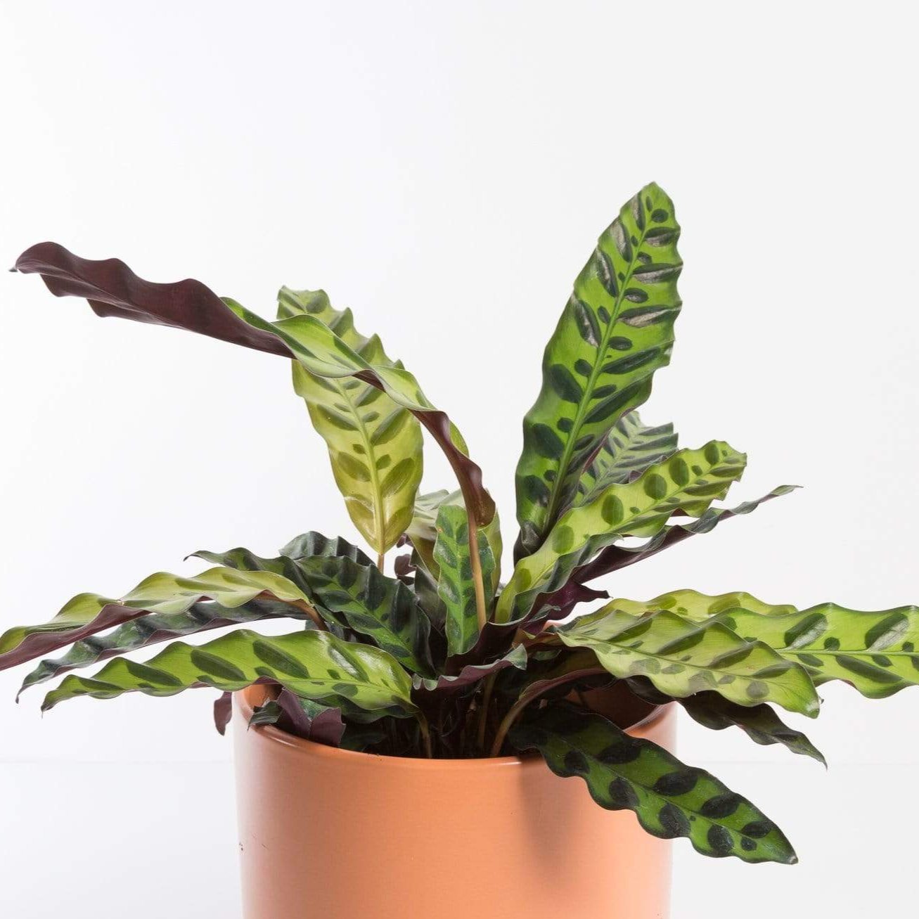 Urban Sprouts Plant Calathea 'Rattlesnake'