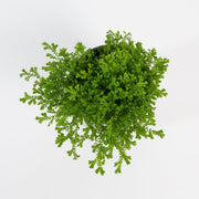 Urban Sprouts Plant 4" in nursery pot Club Moss 'Emerald Green'