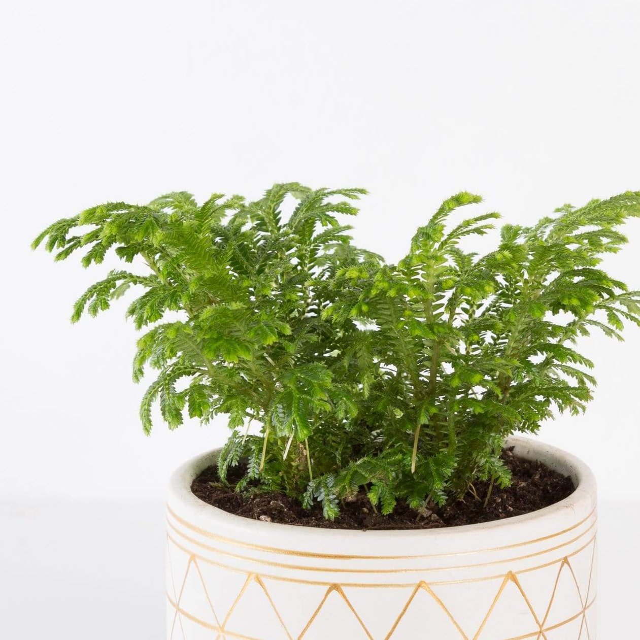 Urban Sprouts Plant 4" in nursery pot Club Moss 'Frosty Fern'