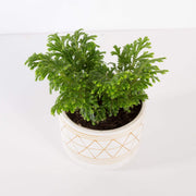 Urban Sprouts Plant 4" in nursery pot Club Moss 'Frosty Fern'