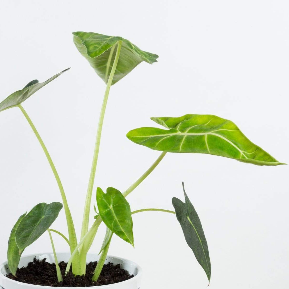 alocasia plant frydek elephant ear Elephant Ear 'Frydek' 6"