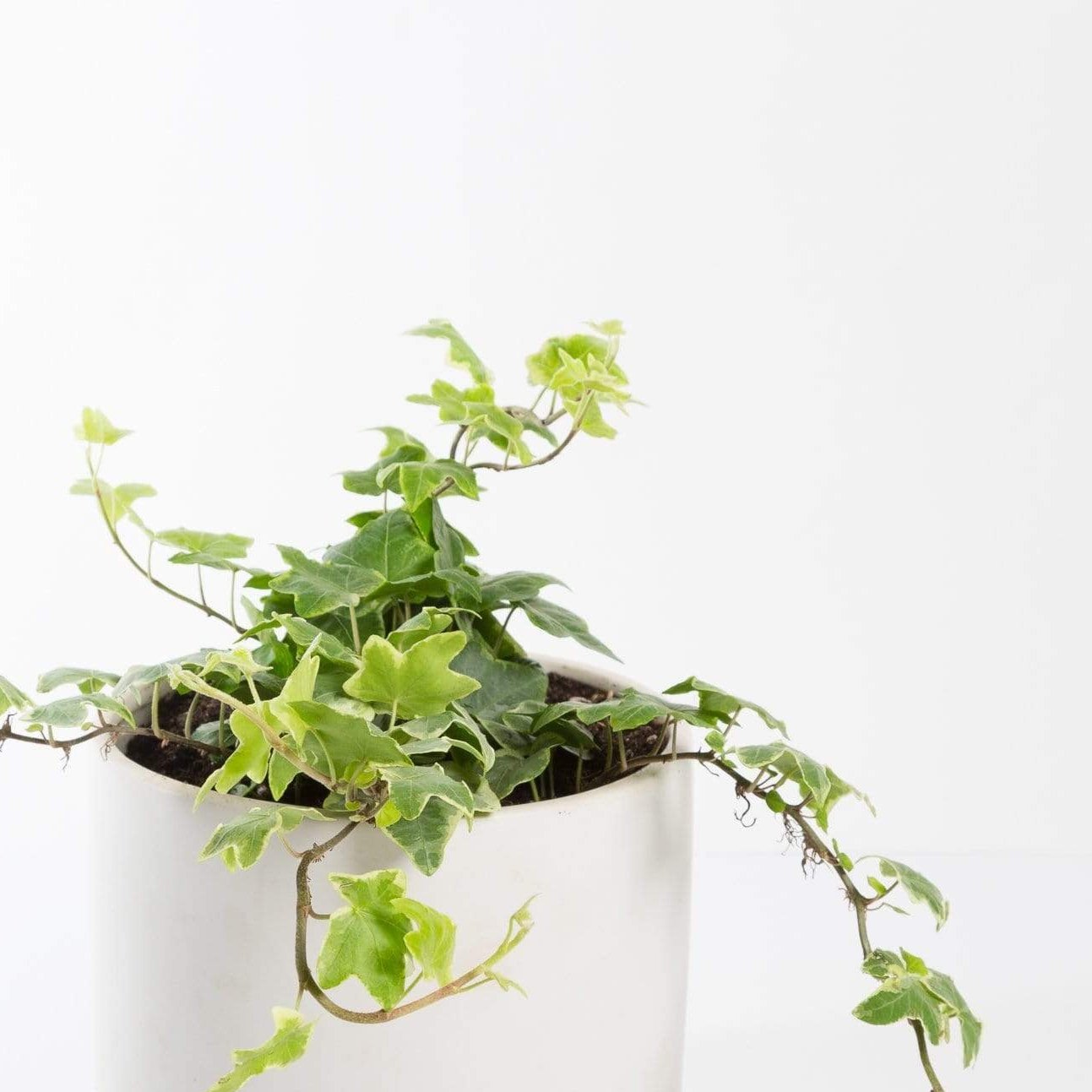 Urban Sprouts Plant English Ivy 'Glacier'