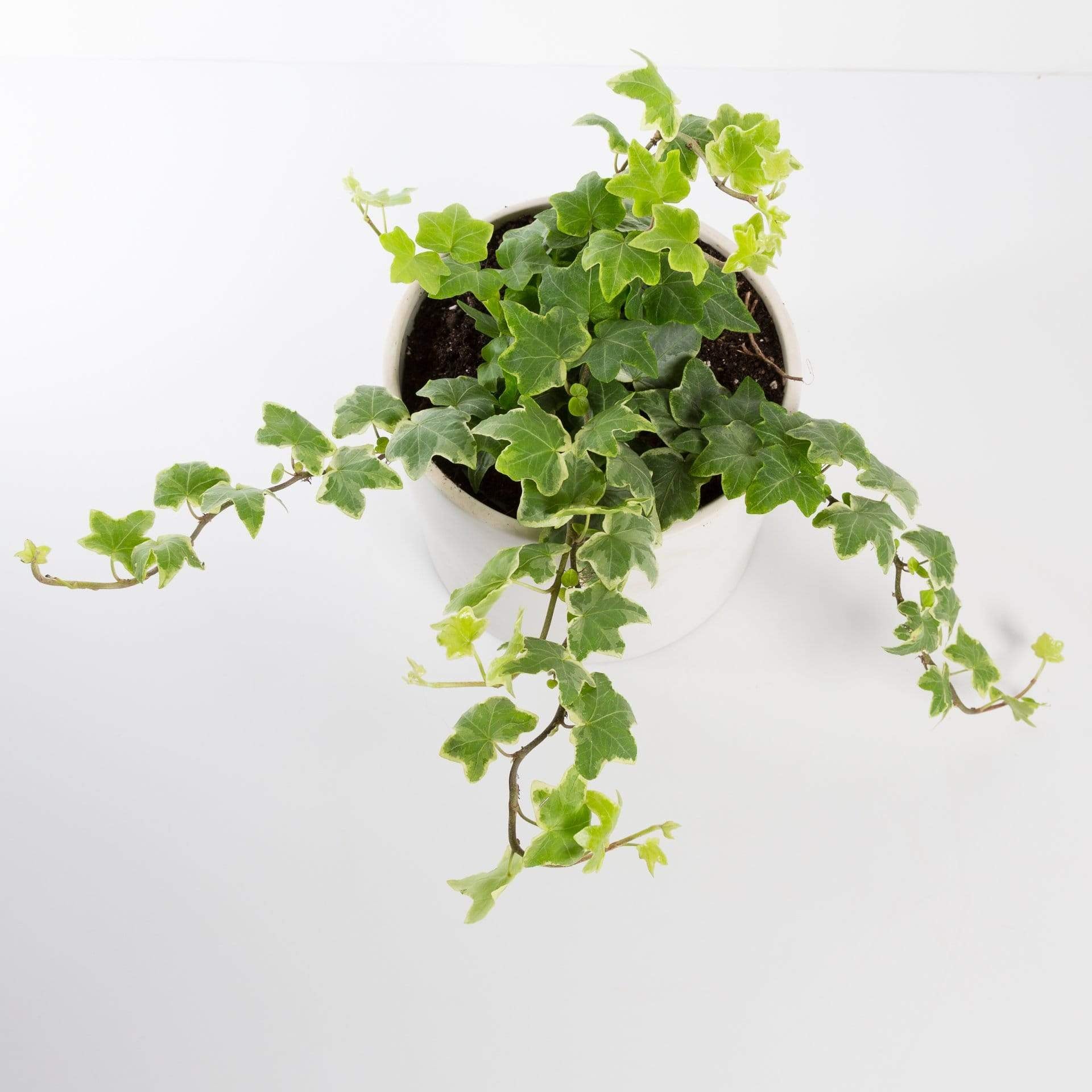 English Ivy 'Glacier' 4