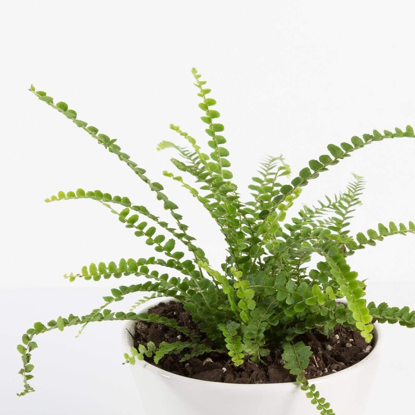 Urban Sprouts Plant 4" in nursery pot Fern 'Button - Lemon'