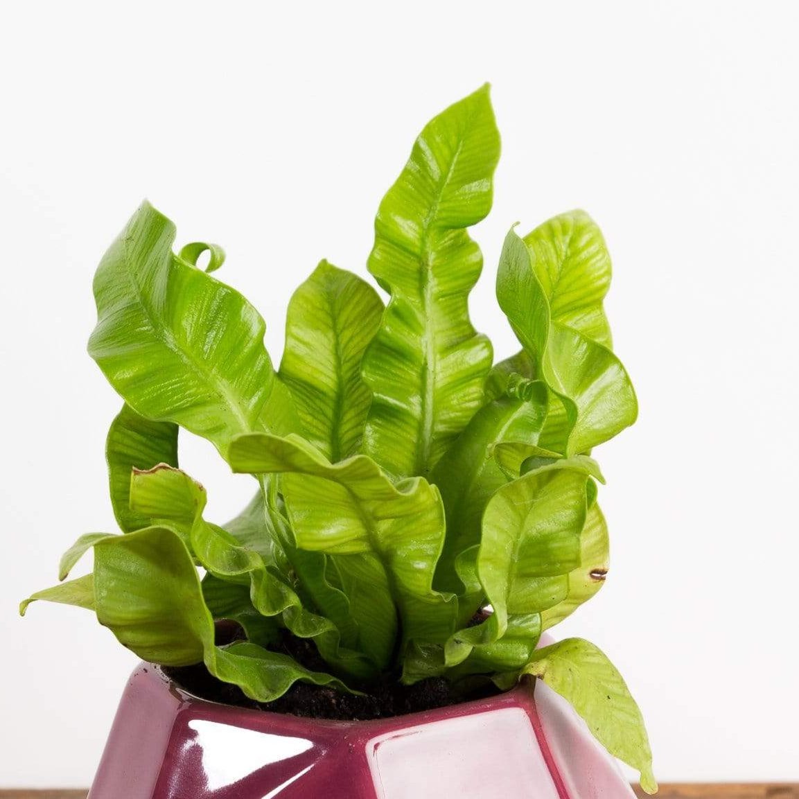 Fern 'Crispy Wave' - Urban Sprouts