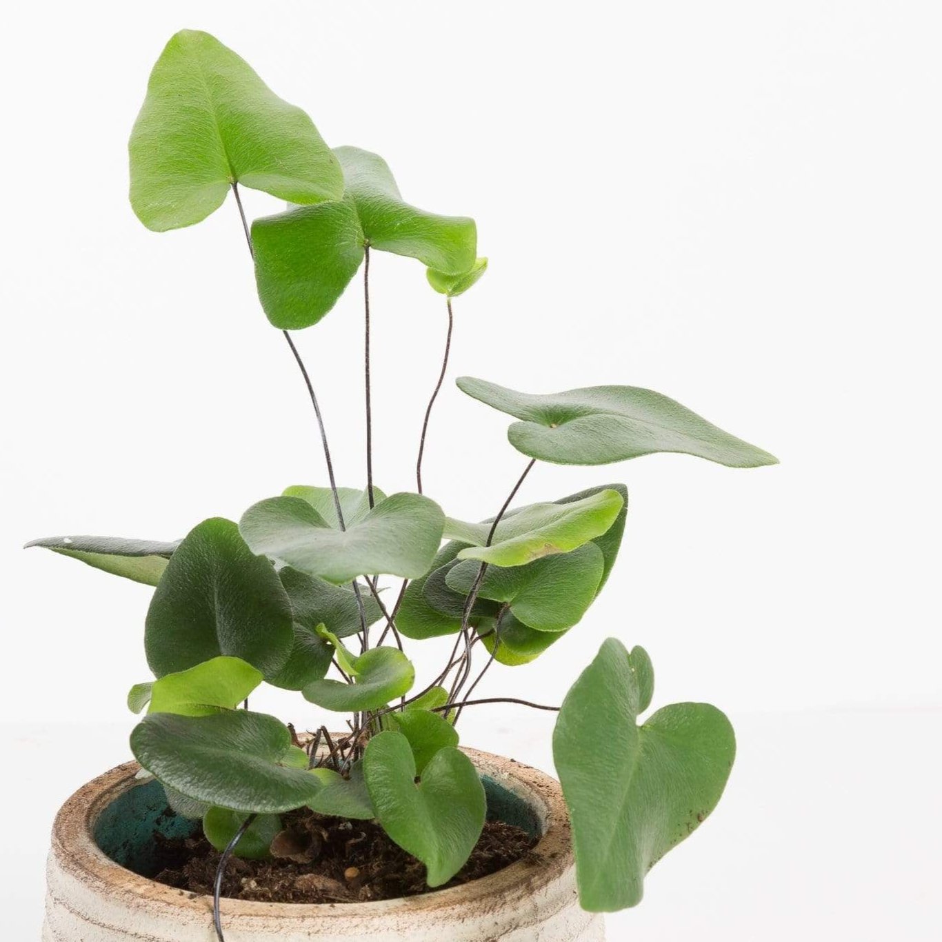 Urban Sprouts Plant Fern 'Heart Leaf'