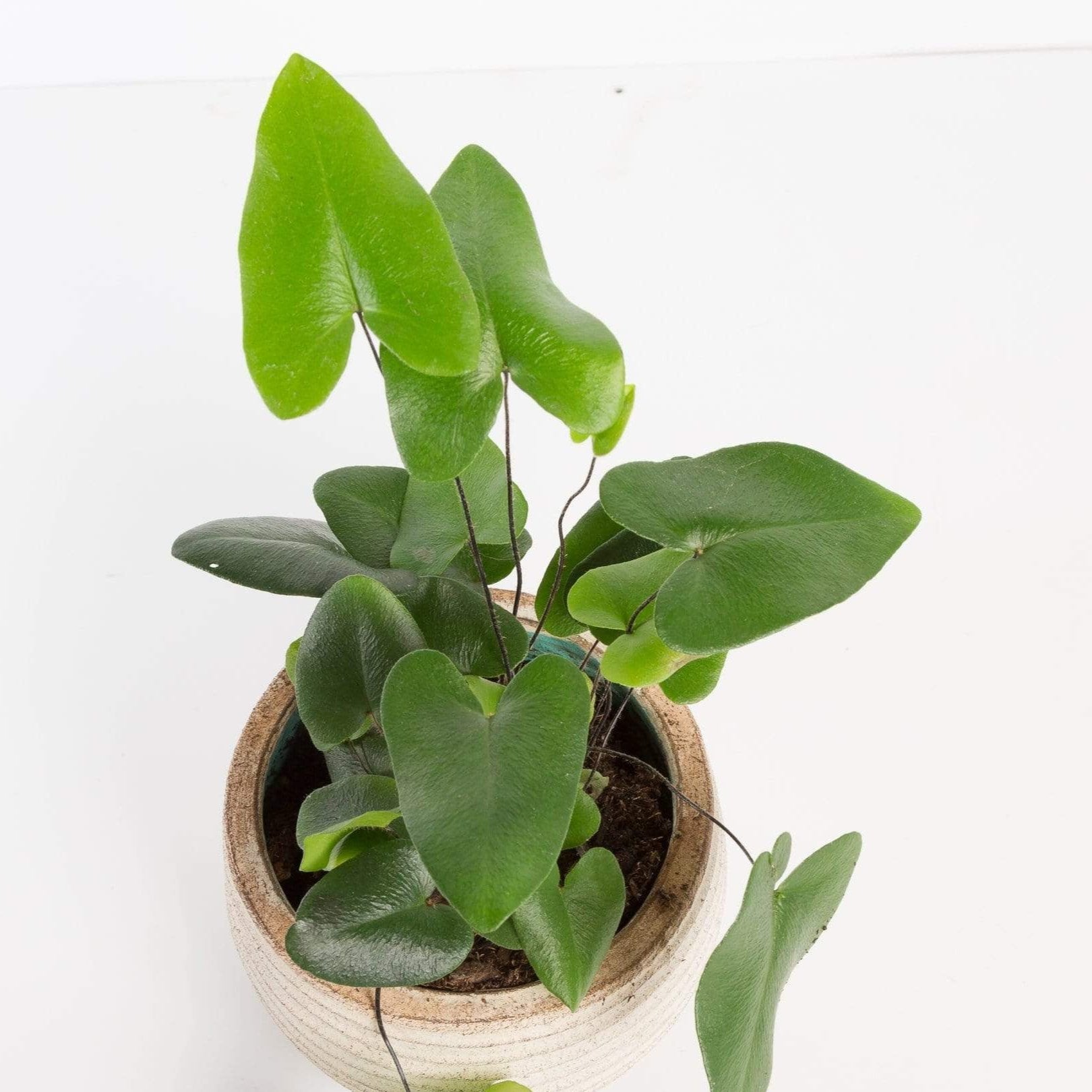 Urban Sprouts Plant Fern 'Heart Leaf'