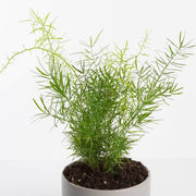 Urban Sprouts Plant Fern 'Sprenger's Asparagus'