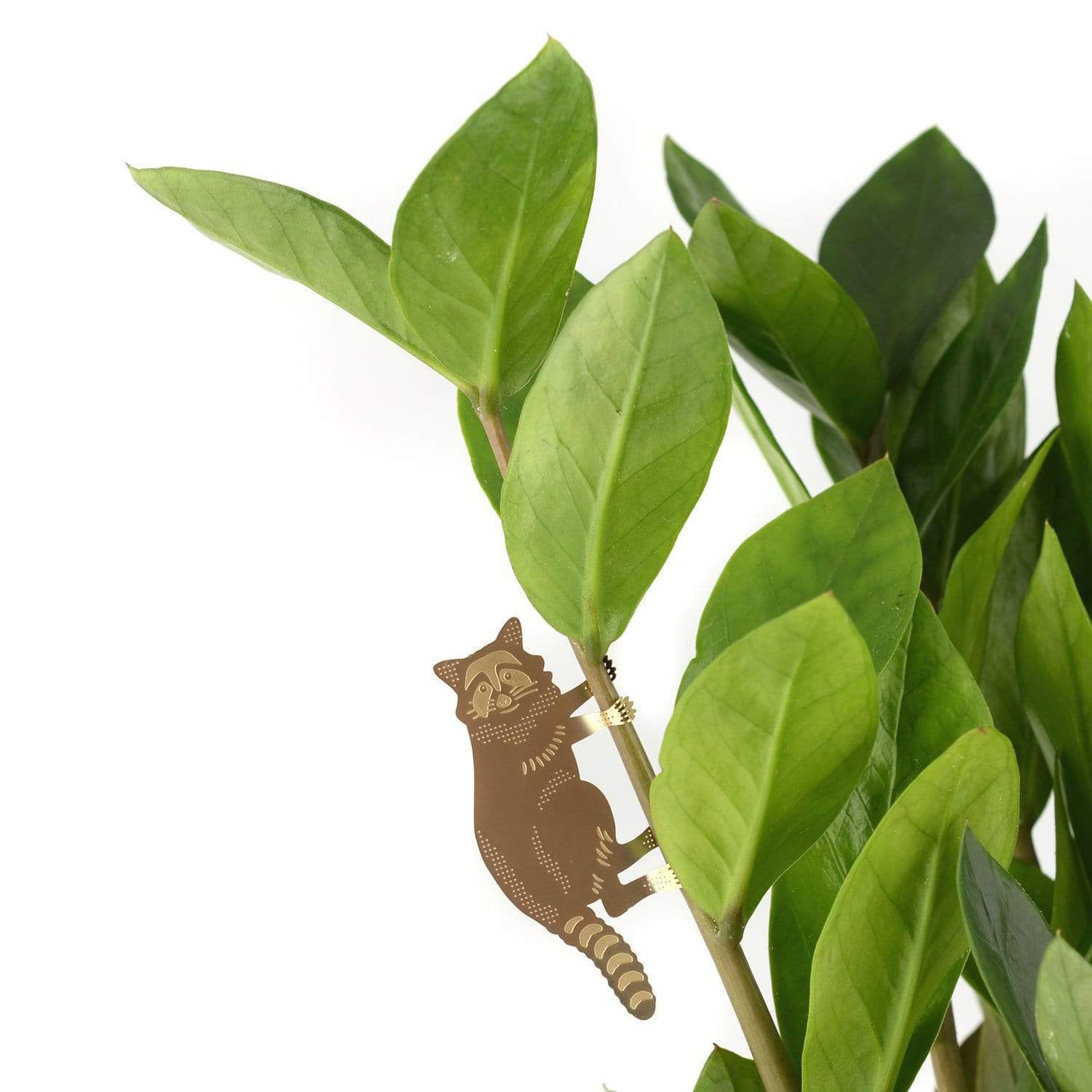 Another Studio for Design Ltd Plant Accessories Raccoon Foliage Friends