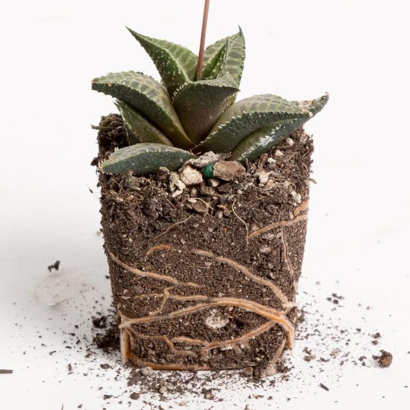 Urban Sprouts Plant 2" in nursery pot Haworthia 'Venosa'