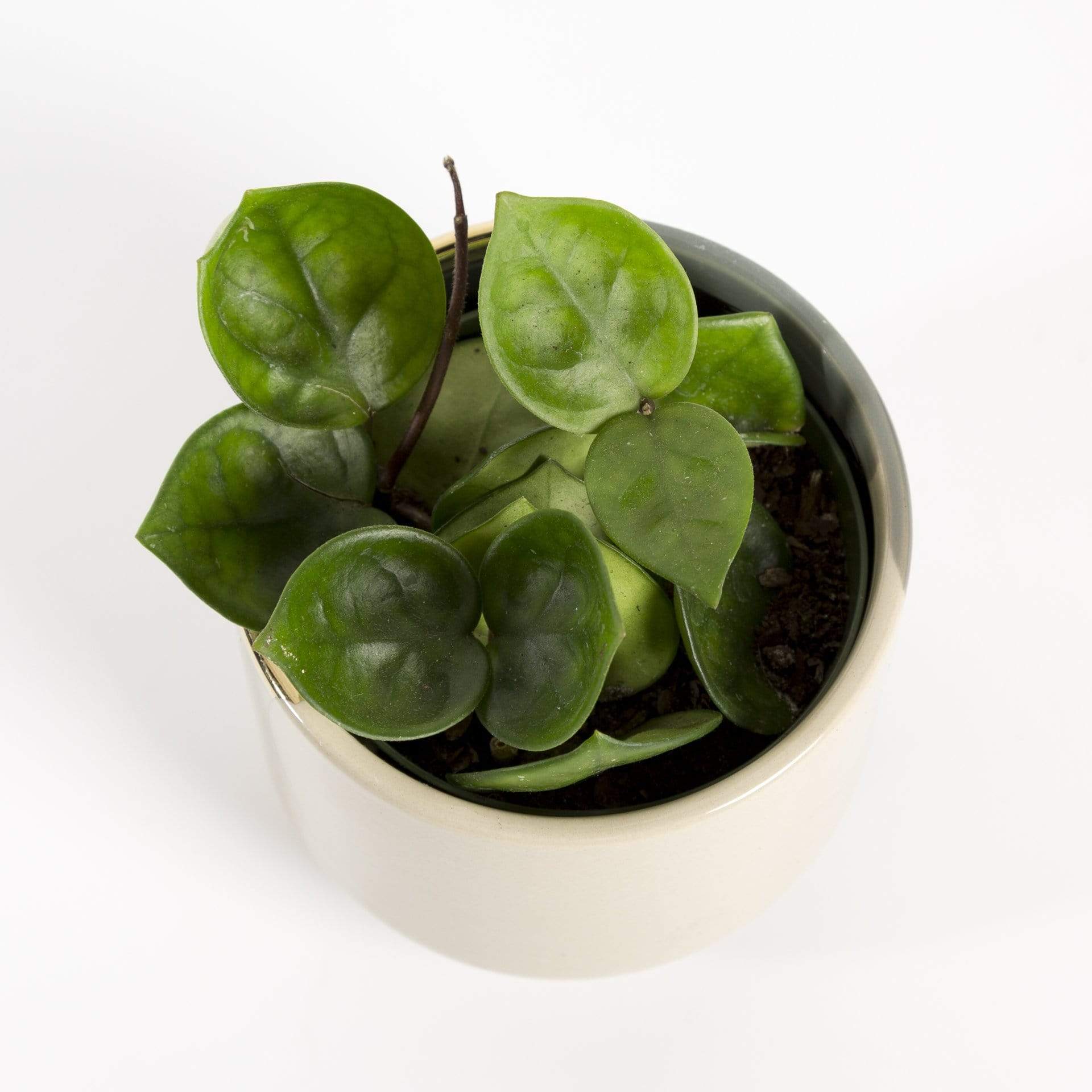 Hoya 'Chelsea' - Urban Sprouts