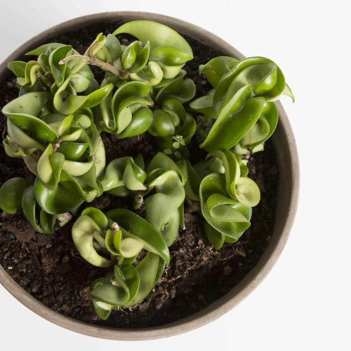 Urban Sprouts Plant Hoya 'Hindu Rope'