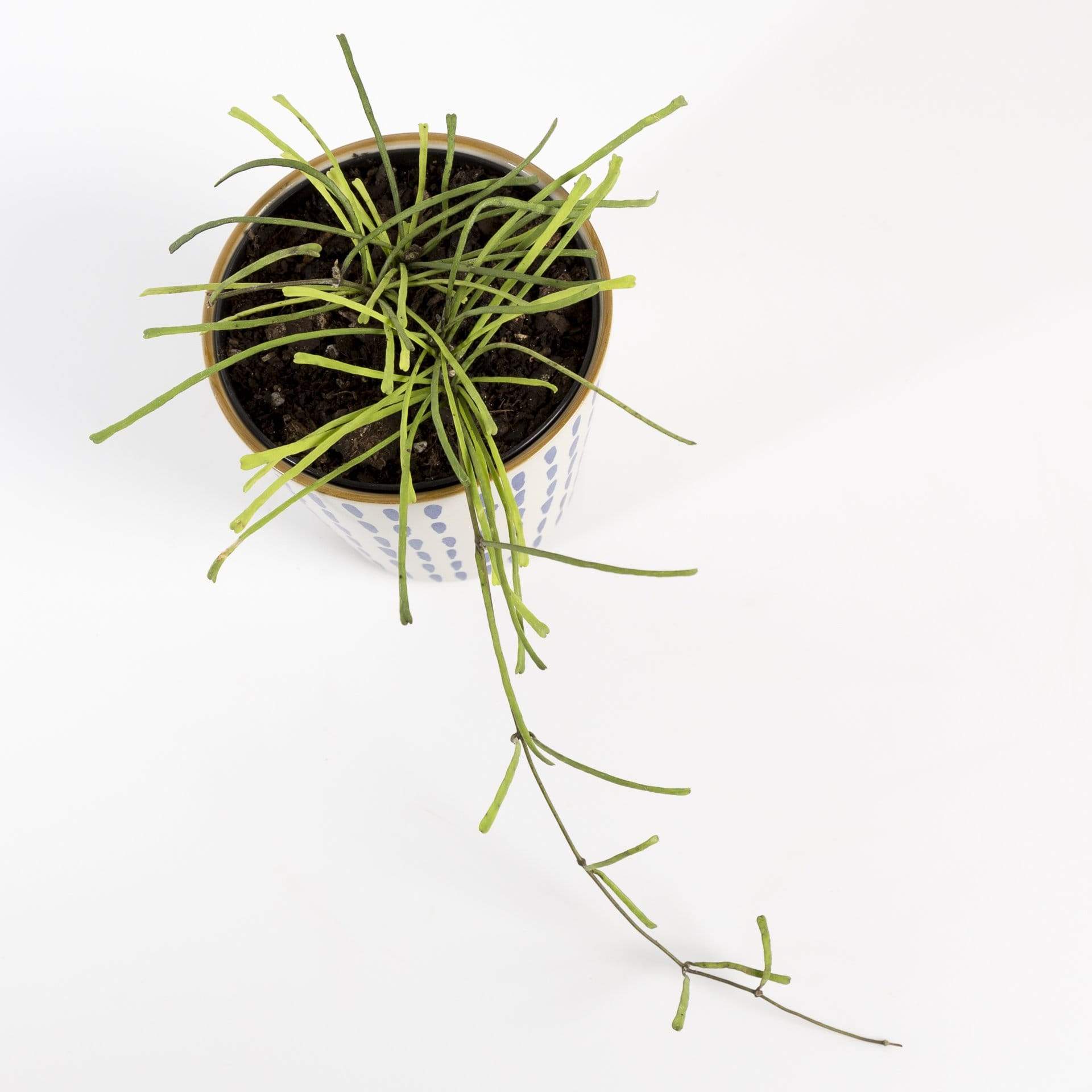 Urban Sprouts Rare Plant 4" in nursery pot Hoya 'Retusa'