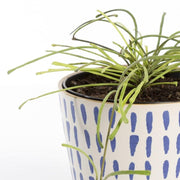 Urban Sprouts Rare Plant 4" in nursery pot Hoya 'Retusa'