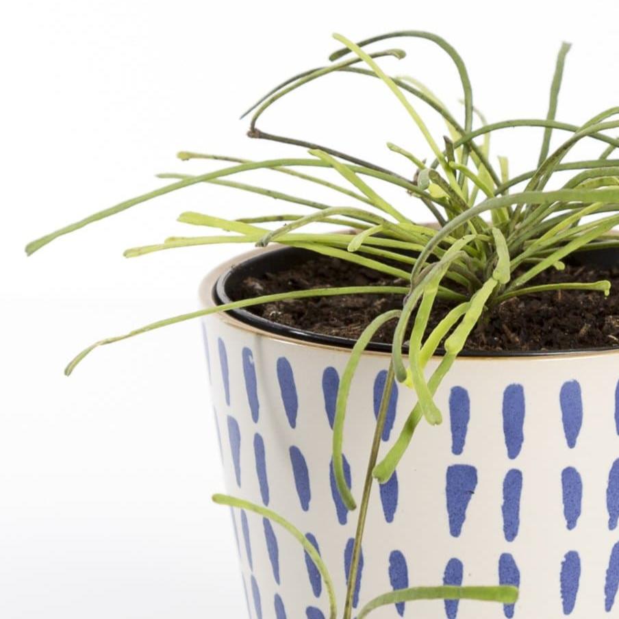 Urban Sprouts Rare Plant 4" in nursery pot Hoya 'Retusa'