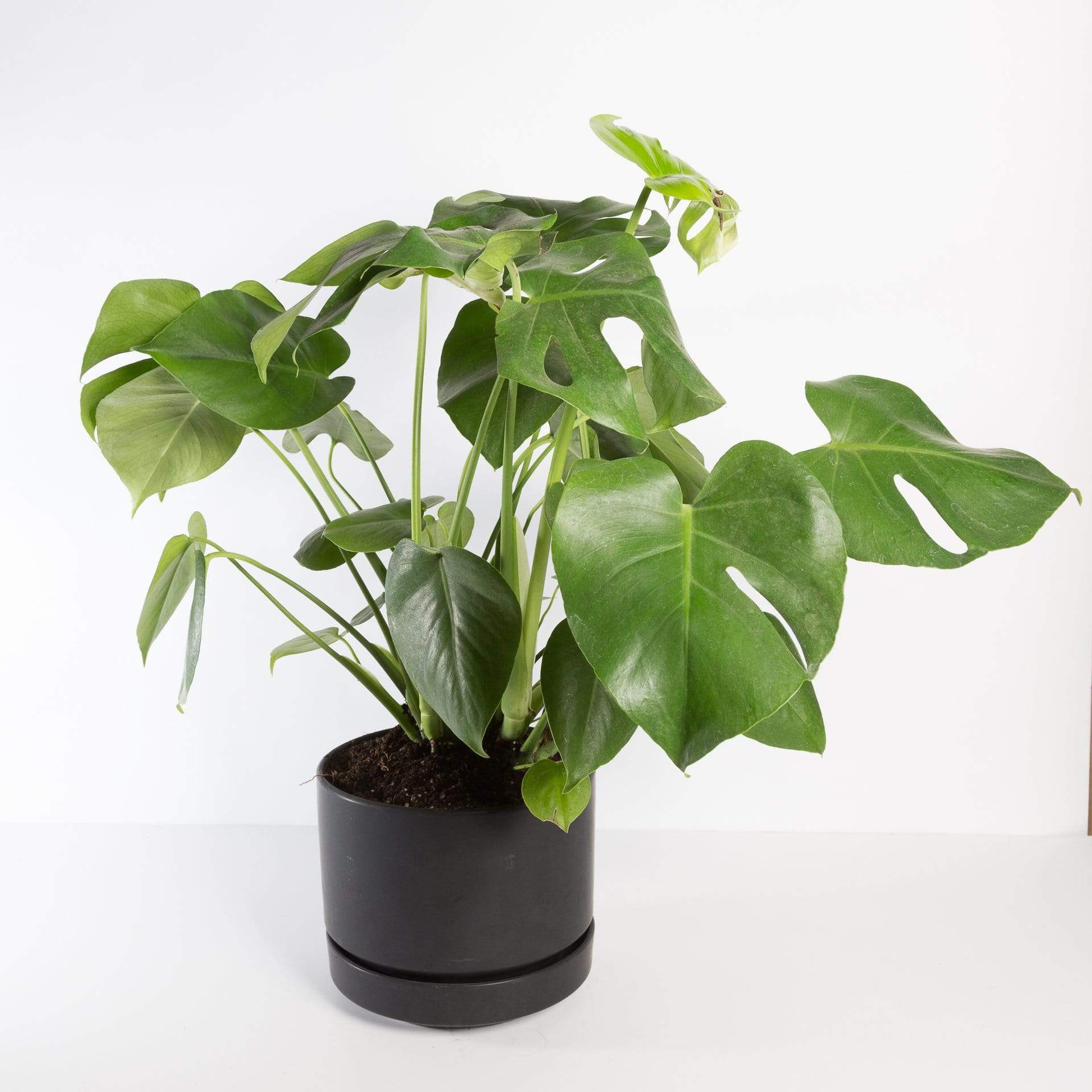 Monstera 'Deliciosa' Floor Plant 10" in nursery pot
