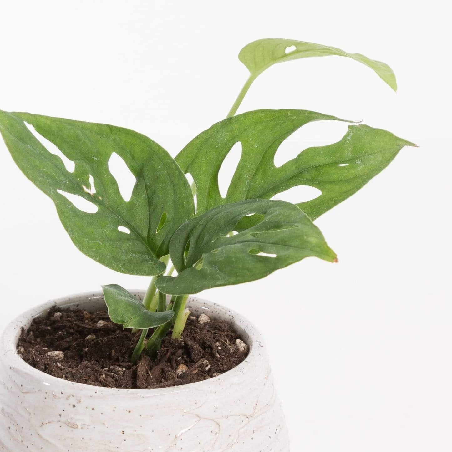 swiss cheese plant vs monstera Monstera 'Swiss Cheese' 4" – Urban Sprouts