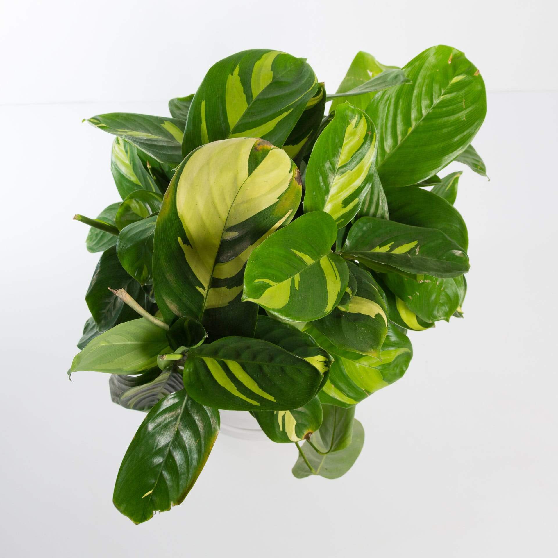 Urban Sprouts Plant Never Never Plant 'Variegated'