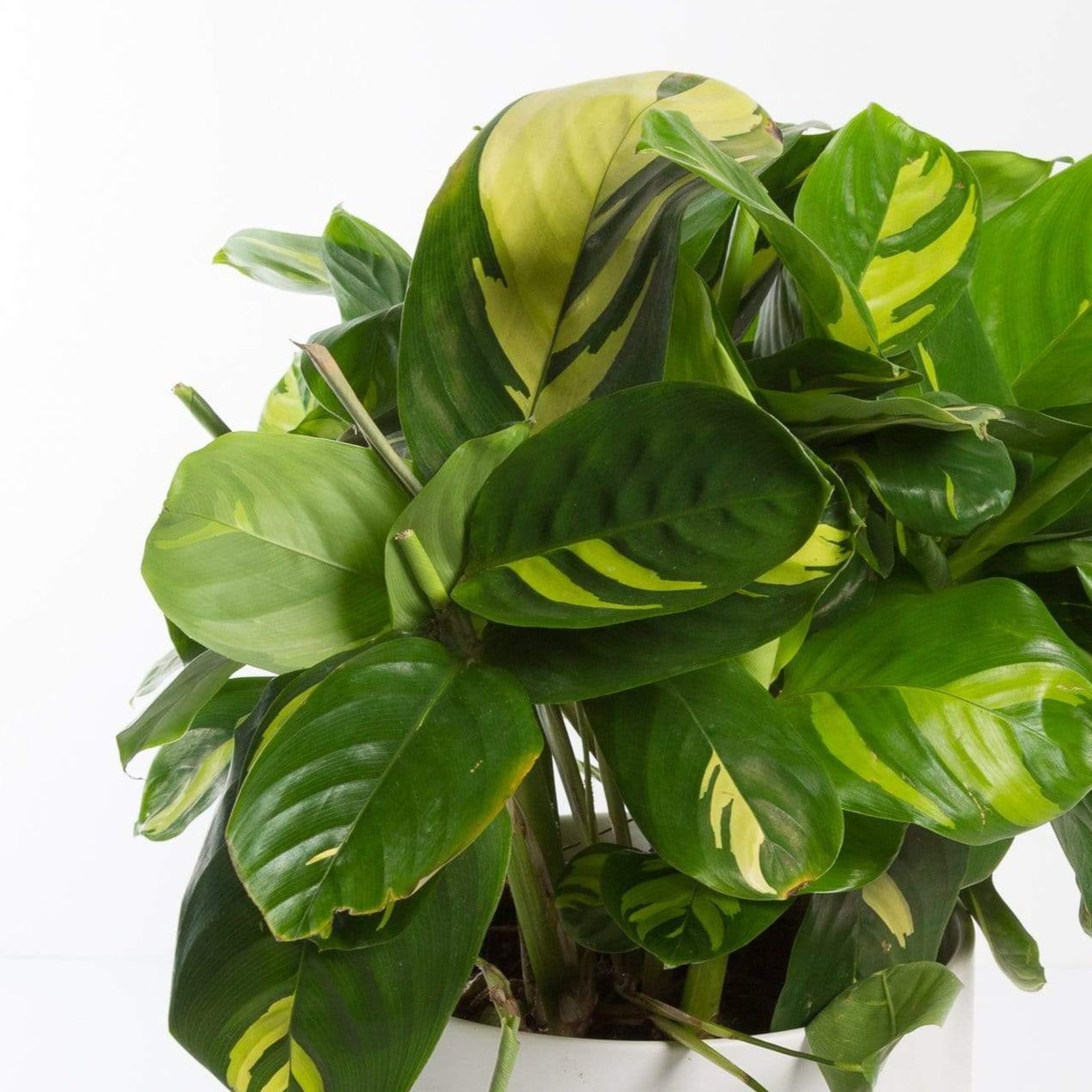 Urban Sprouts Plant Never Never Plant 'Variegated'