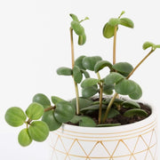Urban Sprouts Plant Peperomia 'Hope'