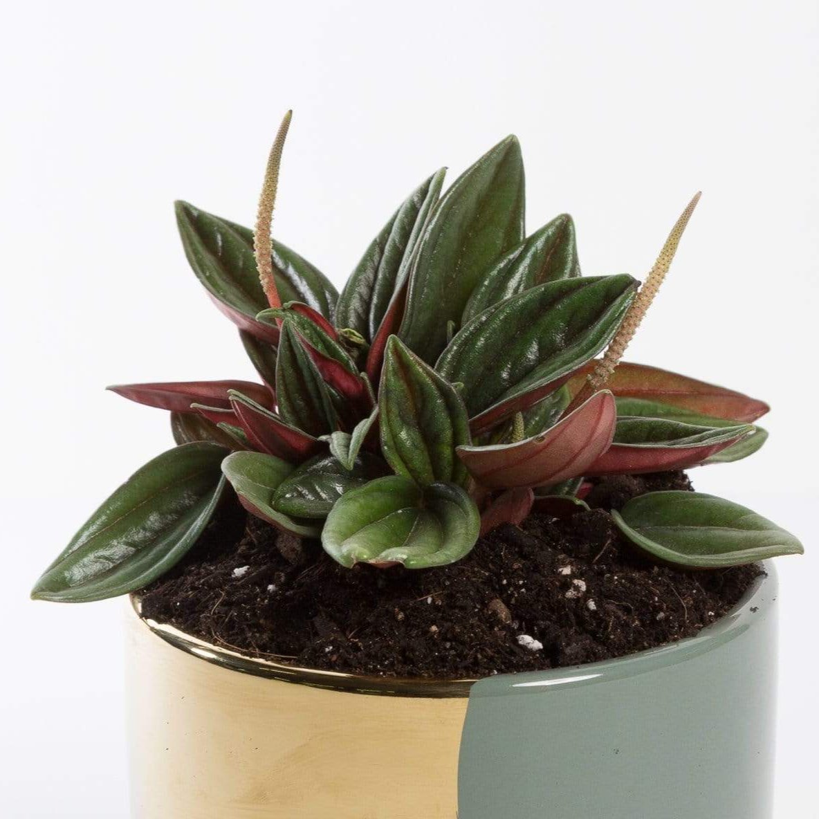 Urban Sprouts Plant Peperomia 'Rosso'