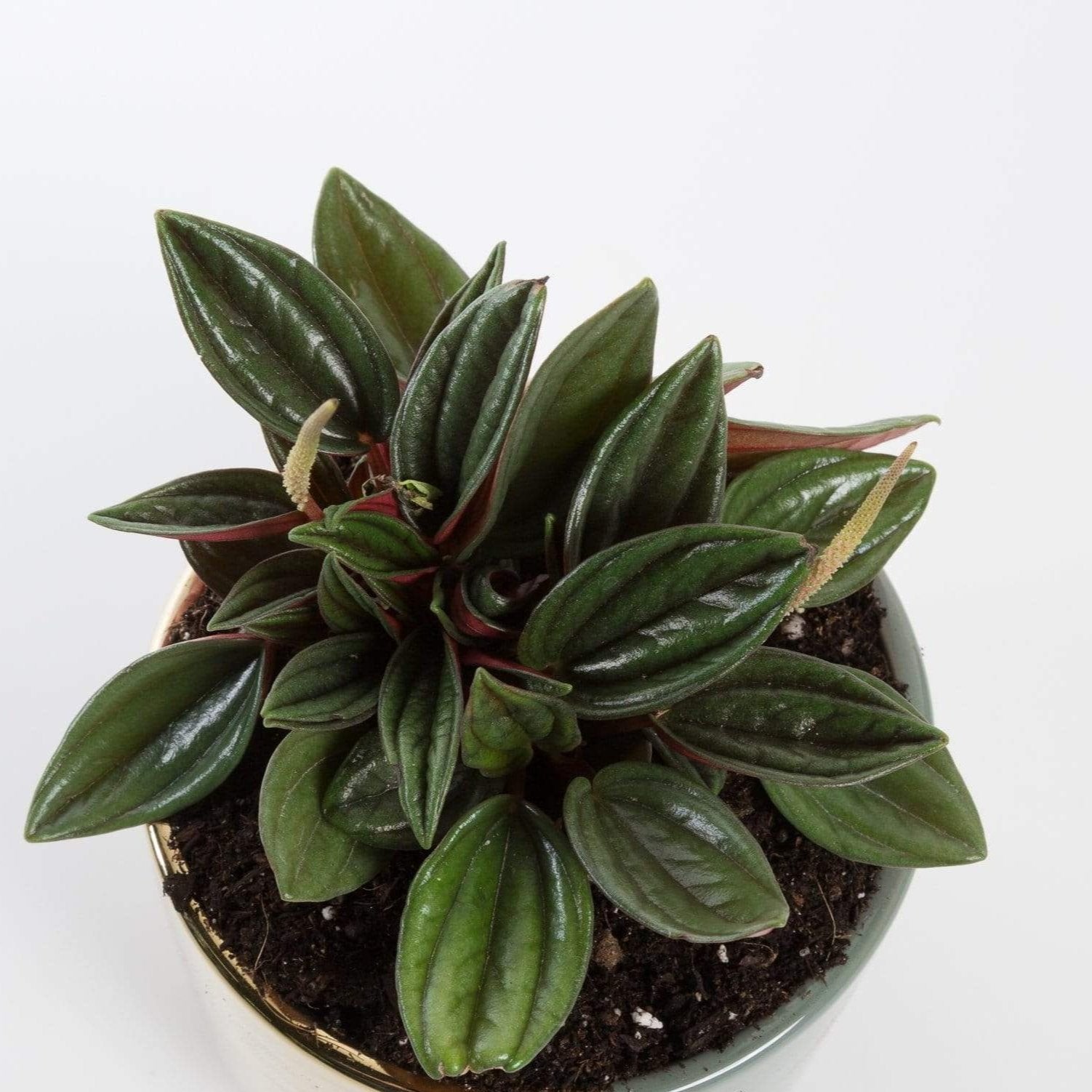 Urban Sprouts Plant Peperomia 'Rosso'
