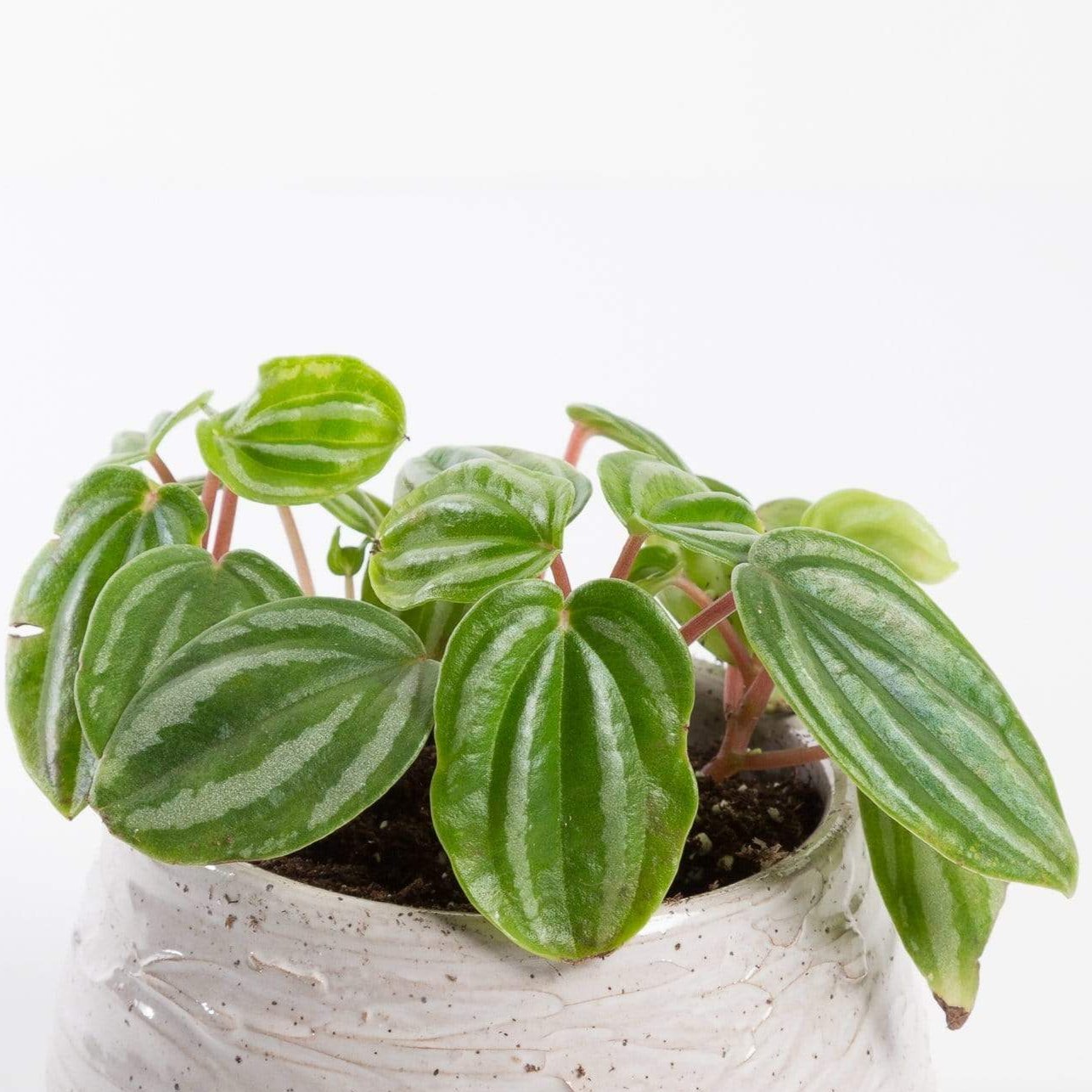 Urban Sprouts Plant 4" in nursery pot Peperomia 'Watermelon'