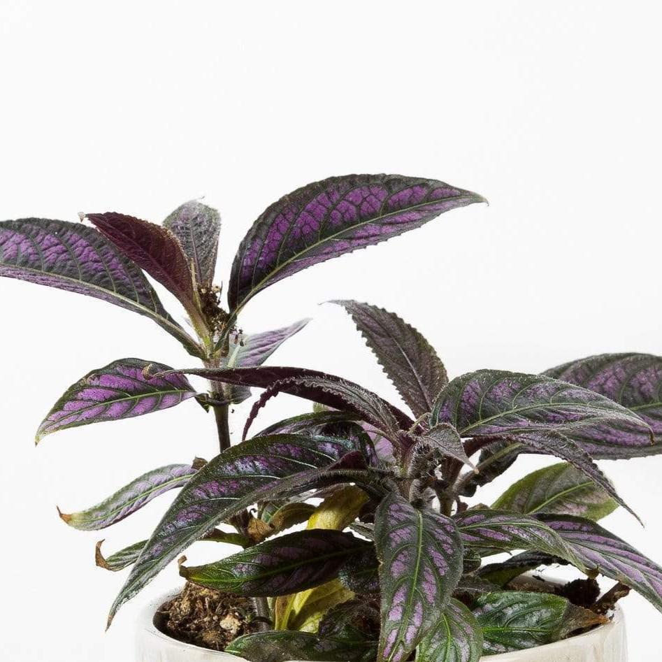 Persian Shield 4