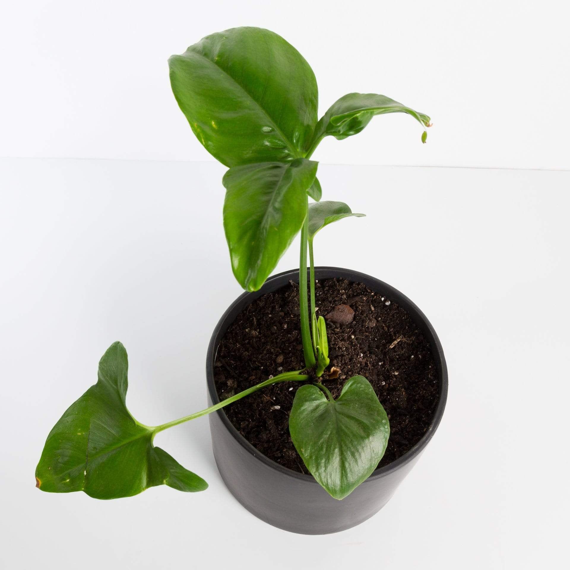 Philodendron 'Fun Bun' 6