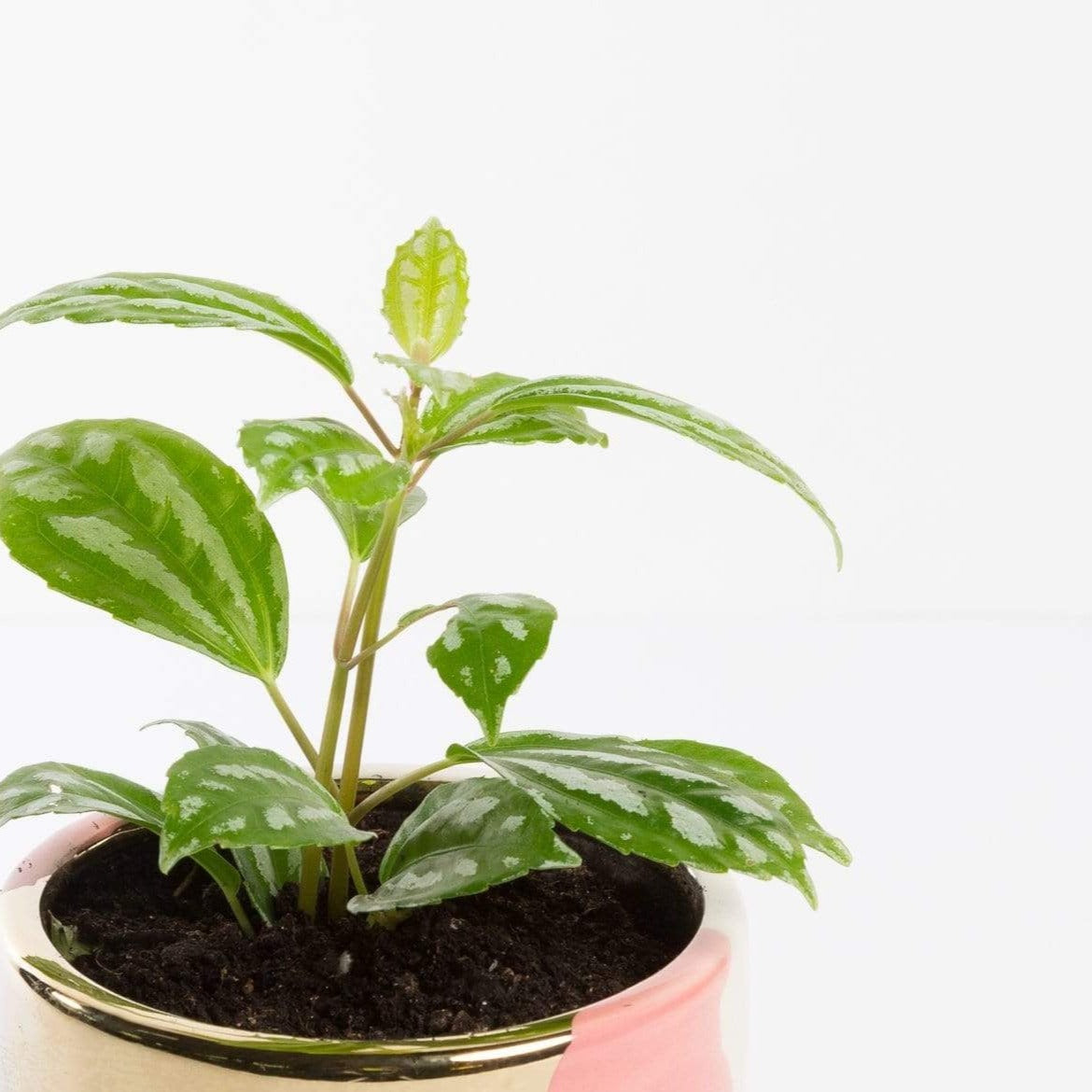 aluminum house plant Pilea 'Aluminum Plant' 4"