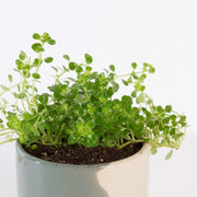 Urban Sprouts Plant Pilea 'Baby Tears'