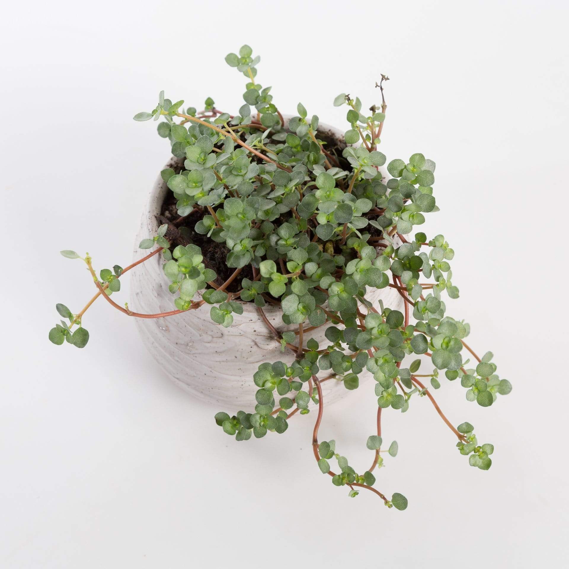 Urban Sprouts Plant Pilea 'Silver Sparkle'