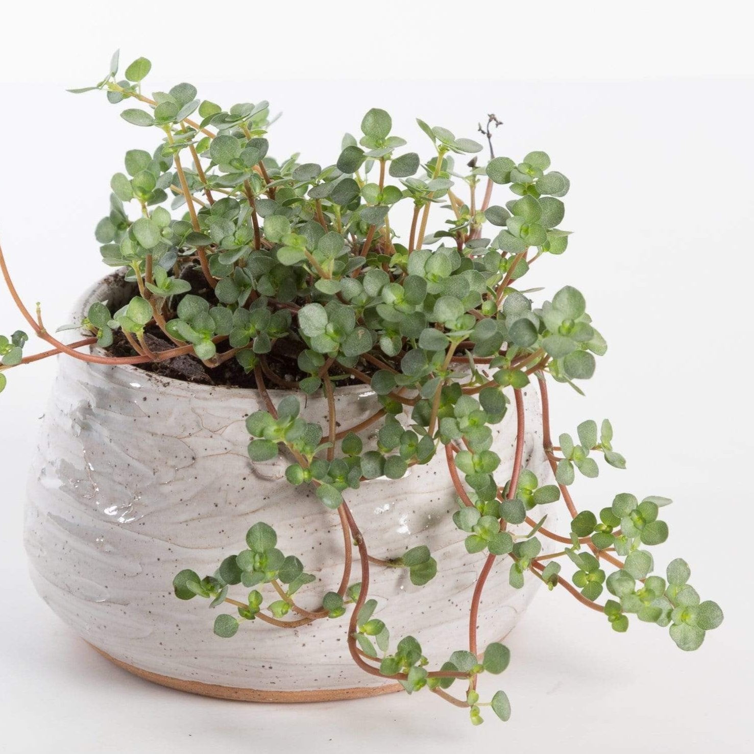 Urban Sprouts Plant Pilea 'Silver Sparkle'