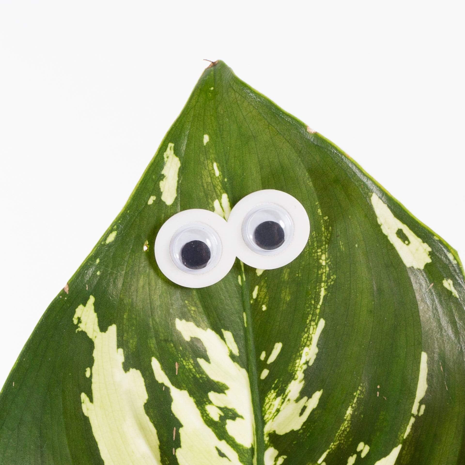 Urban Sprouts Production accessories Plant Peepers - Magnetic accessories