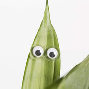 Urban Sprouts Production accessories Wiggle Eye / Clear Plant Peepers - Magnetic accessories