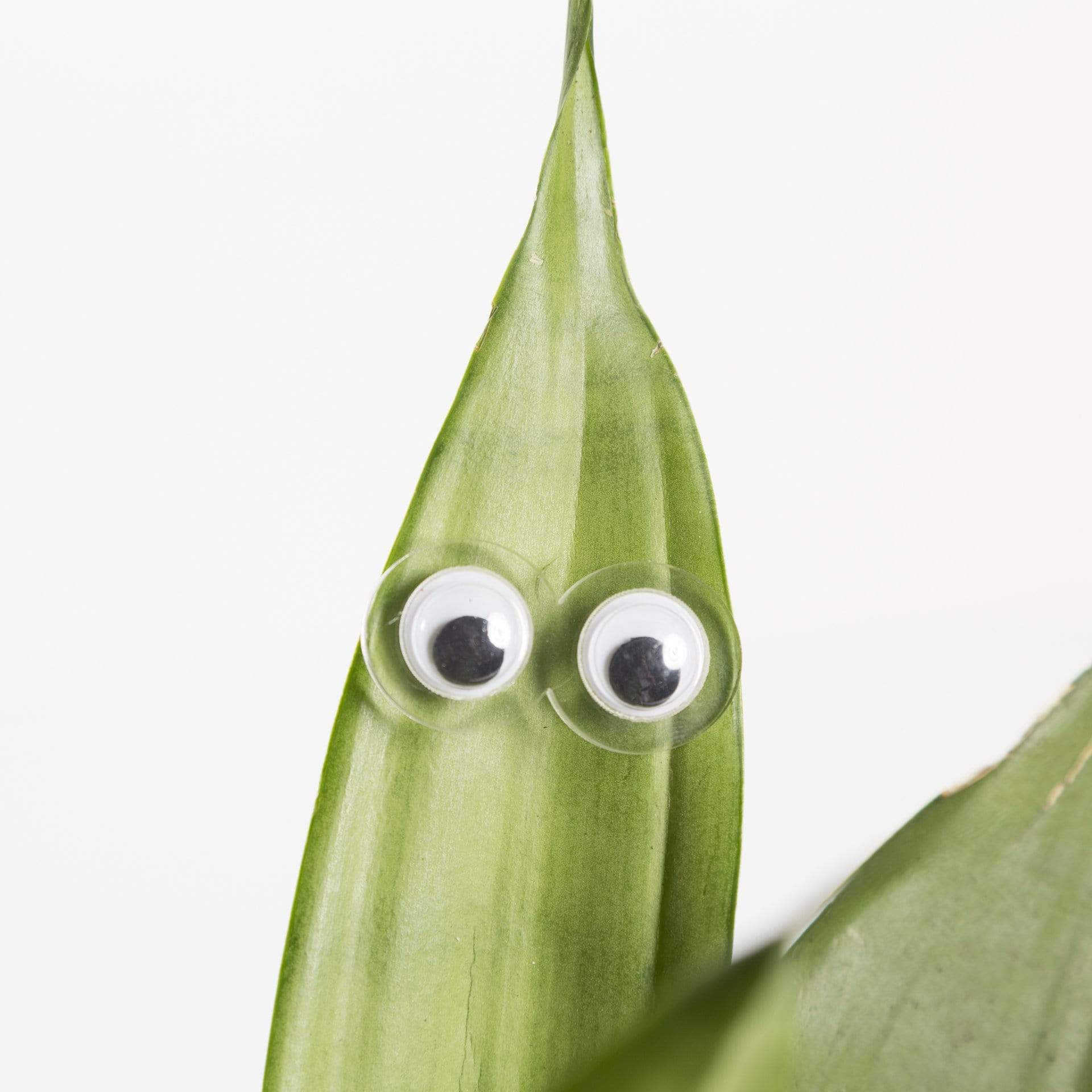 Urban Sprouts Production accessories Wiggle Eye / Clear Plant Peepers - Magnetic accessories