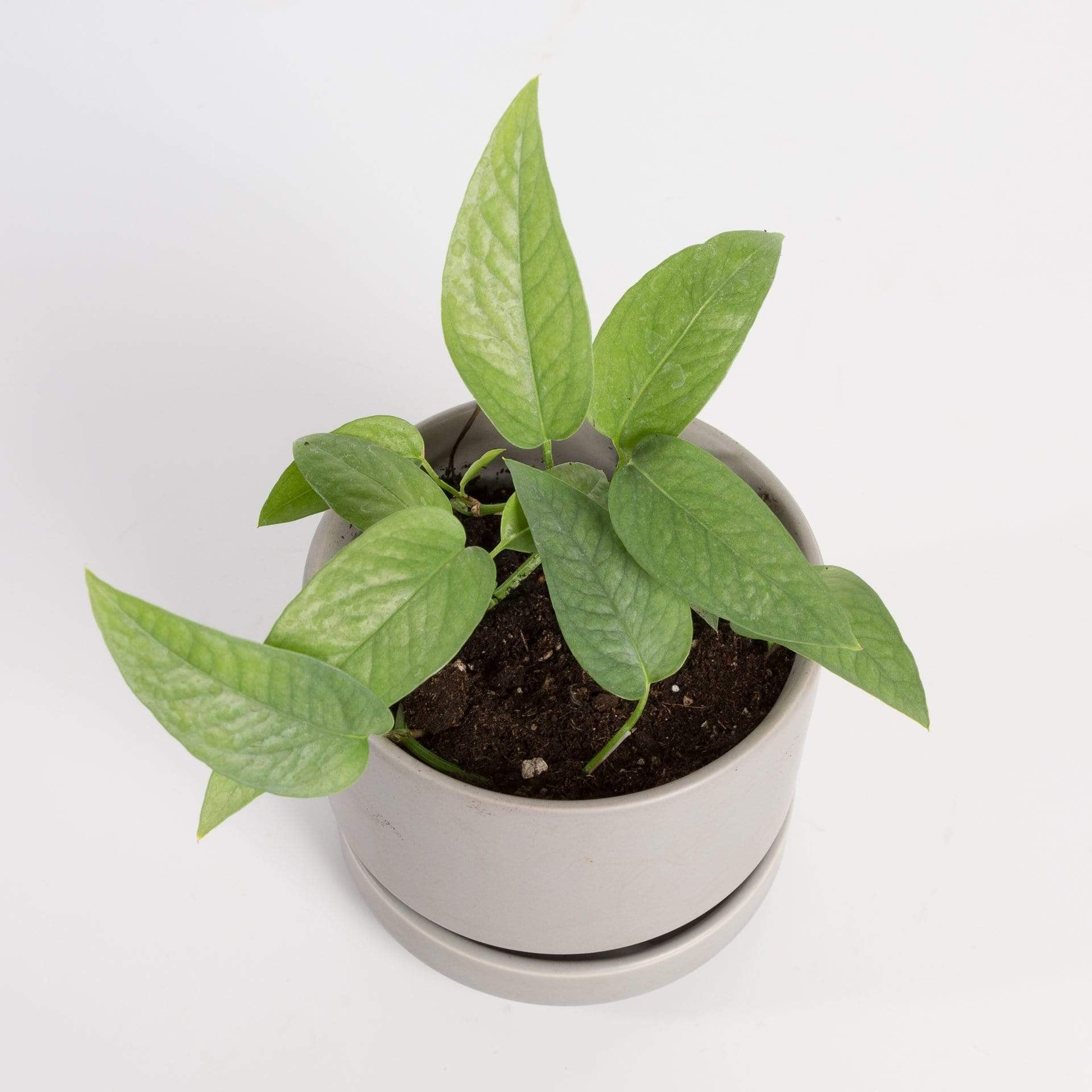 cebu blue pothos rare Pothos 'Cebu Blue' 4"