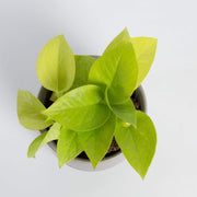 Urban Sprouts Plant Pothos 'Neon'