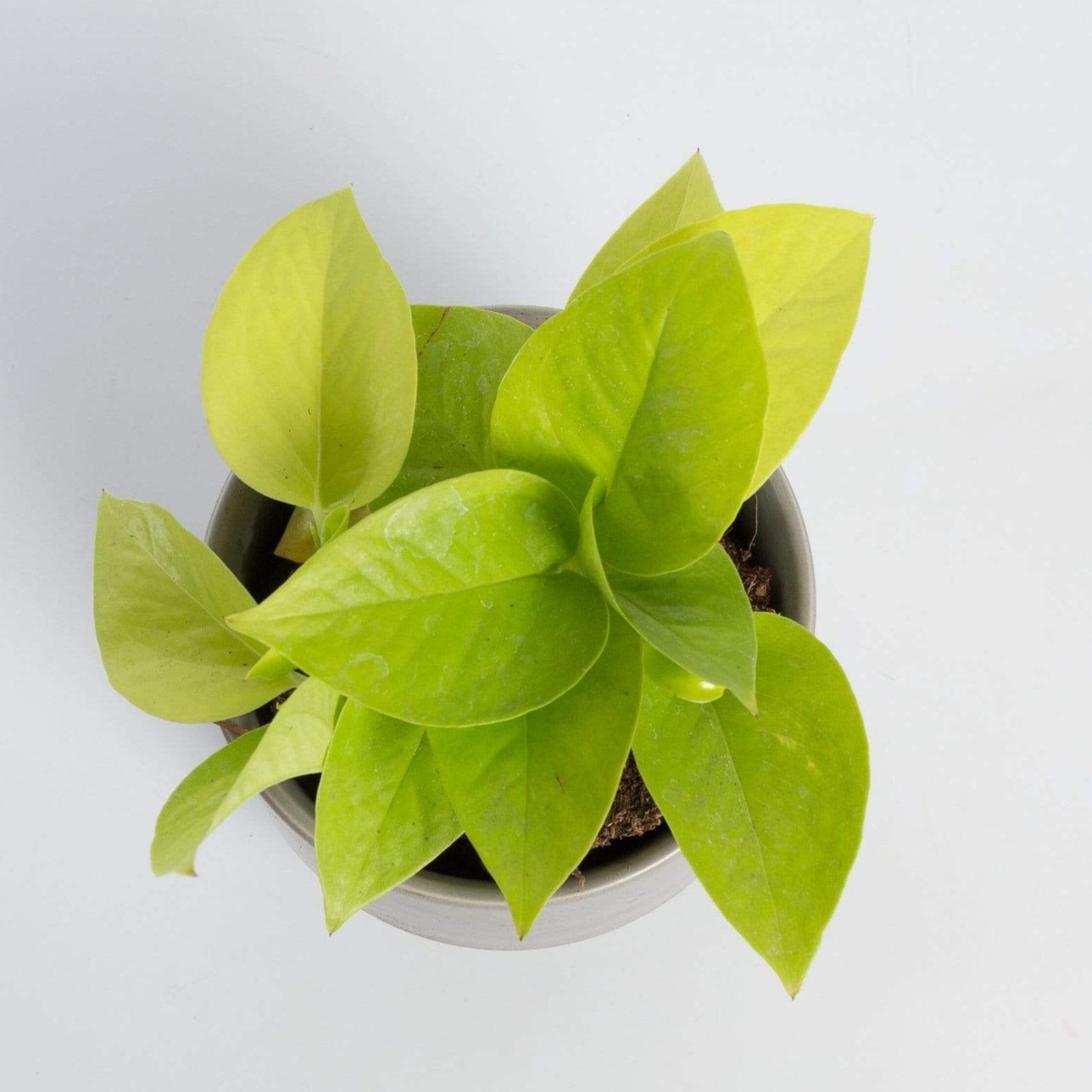 Urban Sprouts Plant Pothos 'Neon'