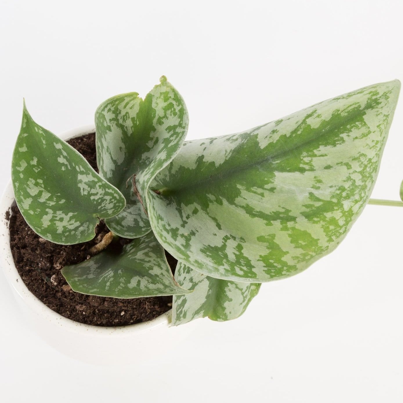 silver exotica pothos care Pothos 'Silver