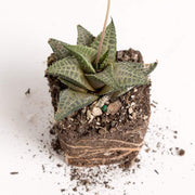 Urban Sprouts Plant 2" in nursery pot Haworthia 'Venosa'