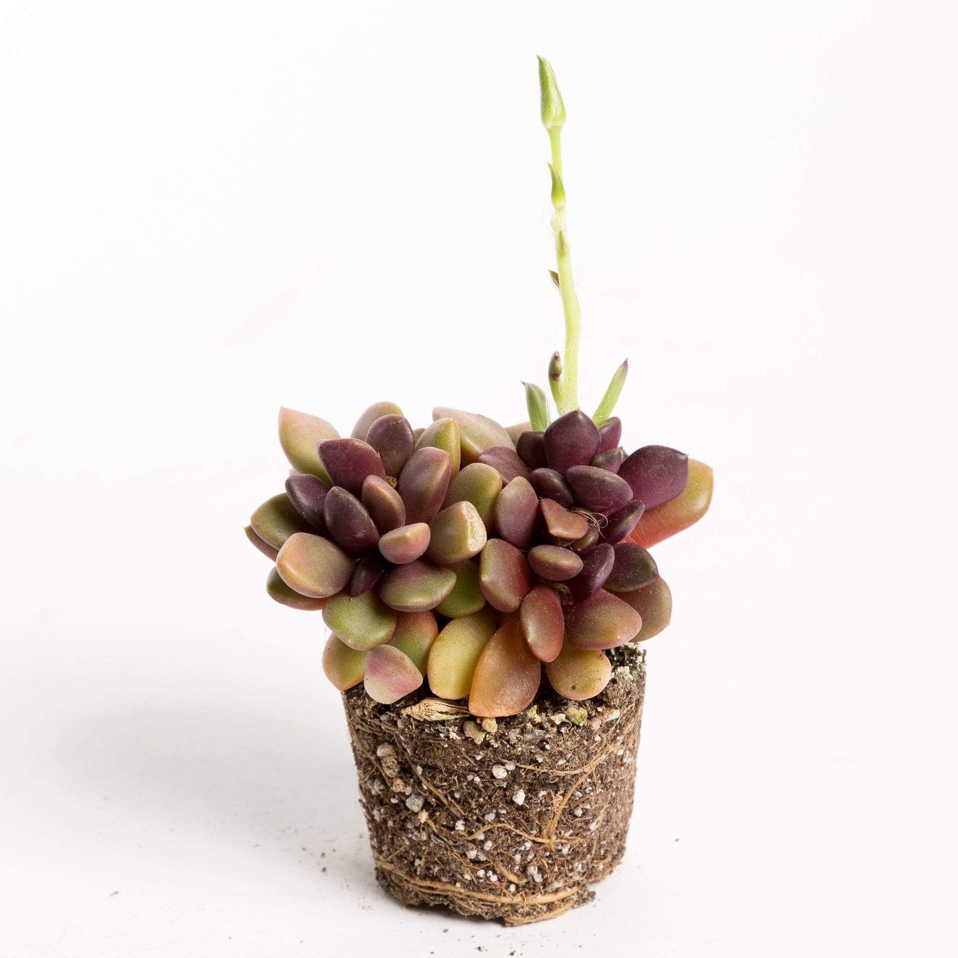 Succulent 'Sand Rose' 2