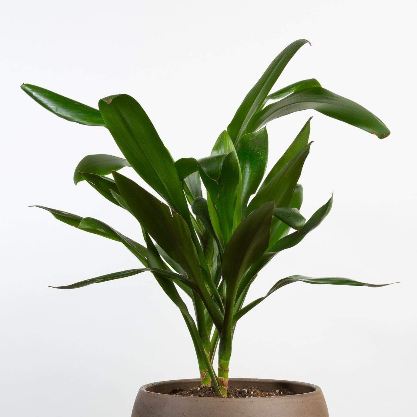 Ti Plant 'Palm Lily' 6