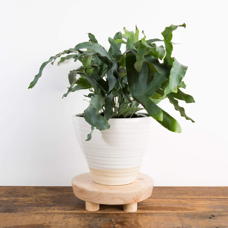 Toadstool Trivet - Urban Sprouts