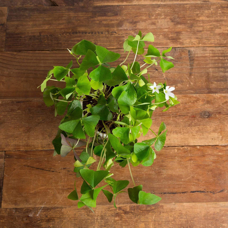 Shamrock - Urban Sprouts