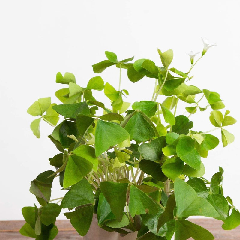 Shamrock - Urban Sprouts