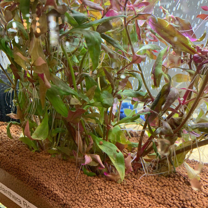 Telanthera Rosefolia - Urban Sprouts