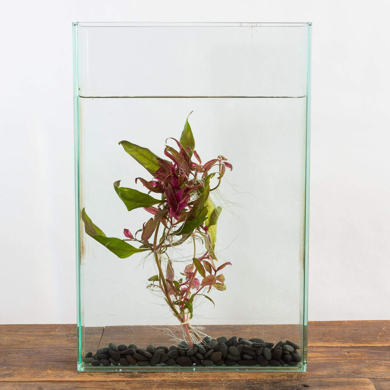 Telanthera Rosefolia - Urban Sprouts