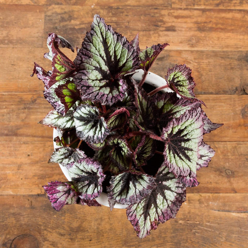 Begonia 'Her Majesty' - Urban Sprouts