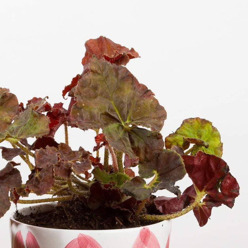 Begonia 'Angel Glow' - Urban Sprouts